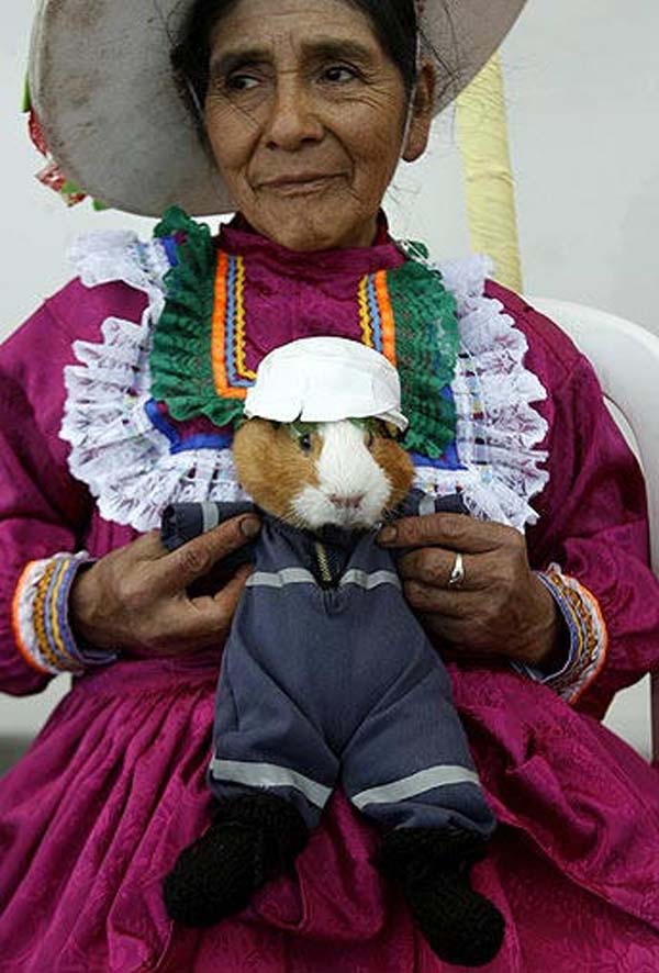 guinea-pigs