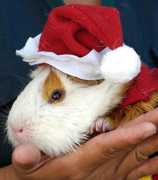 guinea-pigs8