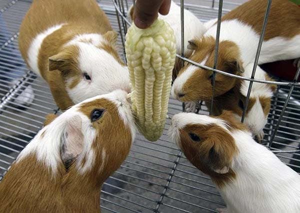 guinea-pigs9