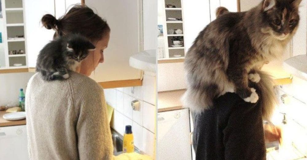 Ver crecer a tu mascota es lo más hermoso del mundo ¿Te suenan algunas de estas fotos? Ver crecer a tu mascota es lo más hermoso del mundo ¿Te suenan algunas de estas fotos?