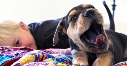 La afinidad entre un cachorro y su niño favorito que está enloqueciendo a las redes