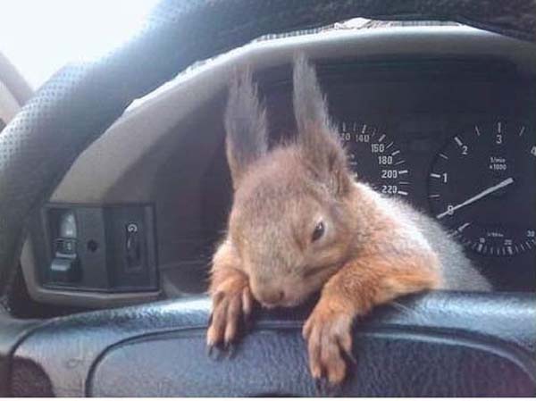 officer-squirrel4
