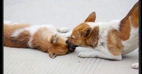 Un perro tiene el mayor gesto de compasión con su amiga herida después de un accidente