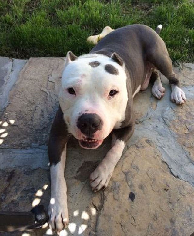 pit-bull-maltratado-sacramento-se-recupera