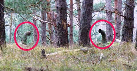 Se encuentran con unas extrañas tuberías en el bosque – Deciden explorar y se quedan sin aliento