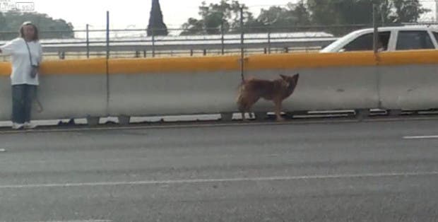mujer-perro-autopista-ciudad-de-mexico