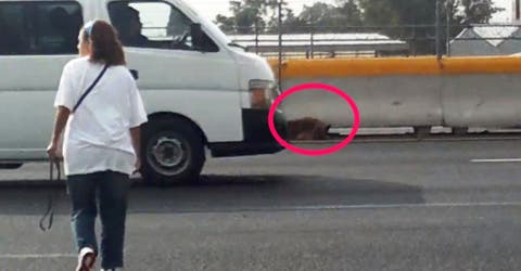 Una mujer se atraviesa en plena carretera para acercarse a un perrito herido