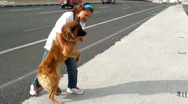 mujer-rescata-perro-herido-carretera-ciudad-de-mexico