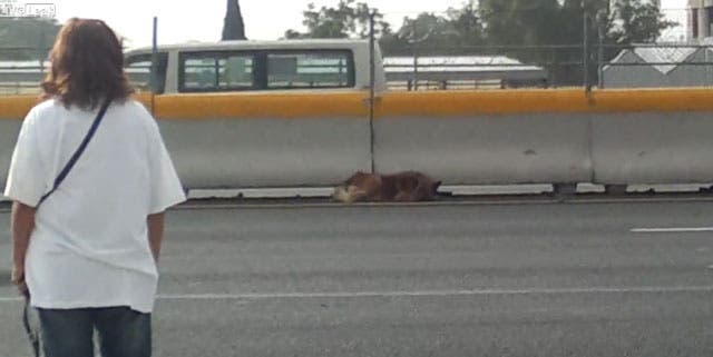 mujer-salva-perro-autopista-ciudad-de-mexico