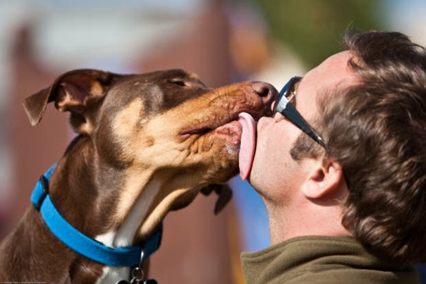 Dog show in Morro Bay, 10 May 2009. Best of Bay Pooch Pageant