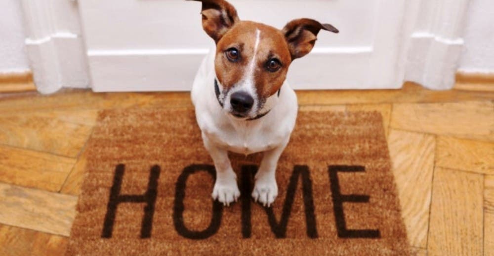 28 cosas que cambian en tu vida cuando un perro entra en tu hogar 28 cosas que cambian en tu vida cuando un perro entra en tu hogar
