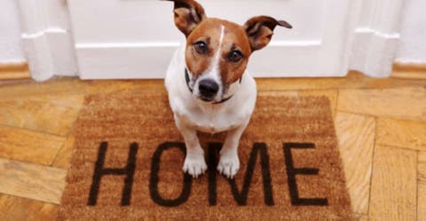 28 cosas que cambian en tu vida cuando un perro entra en tu hogar