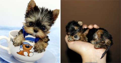 Ni el hombre más rudo es capaz de resistirse a la ternura de estos cachorritos…