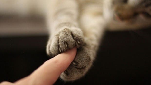 gatos momentos10