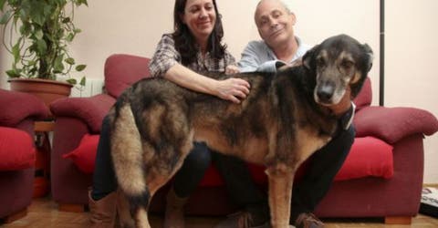 Chacho, el perro que esperó durante 6 años hasta que consiguió un hogar antes de Navidad