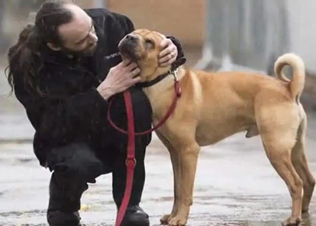 perro abandonado escocia (5)