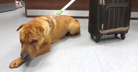 Abandonan a este perrito en una estación de tren… ¡Junto a una maleta!