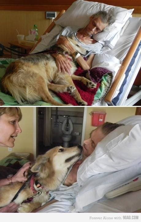 perro mejor amigo (4)