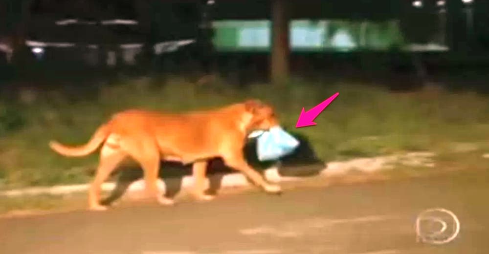 Una perrita recorre 13 kilómetros diarios… Cuando sepas la razón te partirá el corazón Una perrita recorre 13 kilómetros diarios… Cuando sepas la razón te partirá el corazón
