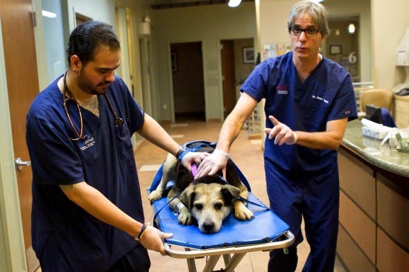 cuidados medicos perro