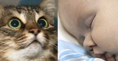 Una gatita callejera le salva la vida a un indefenso bebé abandonado – ADMIRABLE