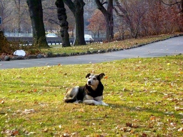 perro congelado