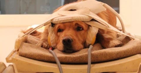 Escáneres cerebrales revelan lo que los perros realmente piensan de nosotros