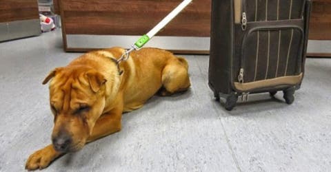 Lo abandonan en una estación de trenes… Junto a su almohada, su comida y ¡hasta sus juguetes!