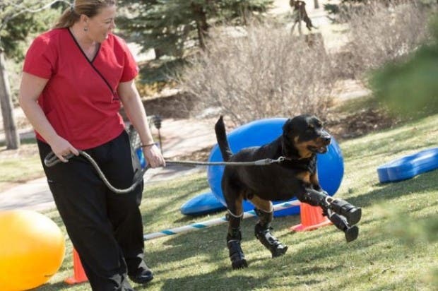 perro-rottweiller-protesis-patas