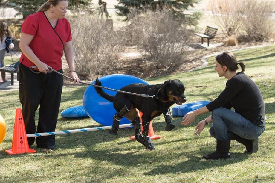 perro-rottweiller-protesis-patas-rehabilitacion