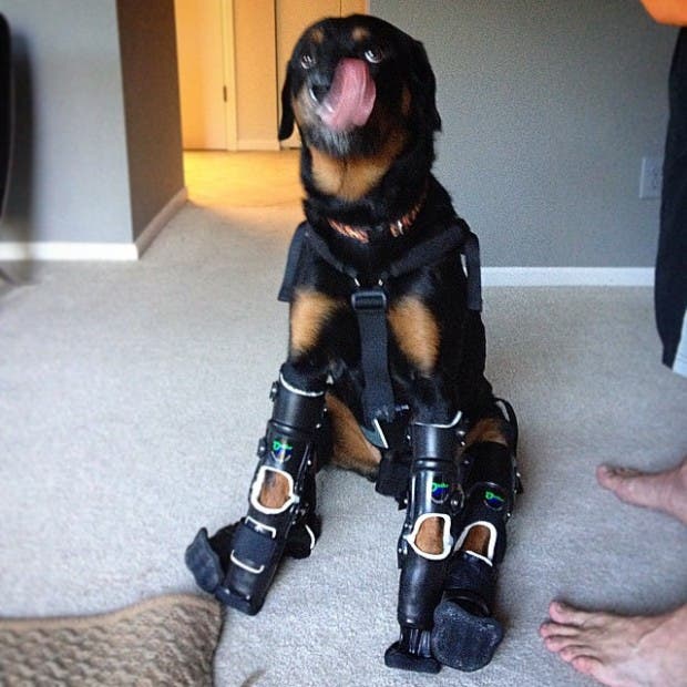 perro-rottweiller-protesis-patas-sentado