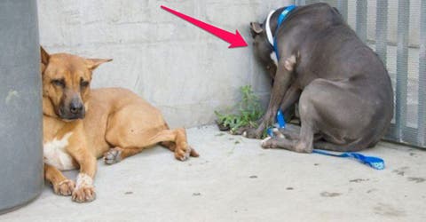 Si tu mascota tiene este extraño comportamiento, debes llevarlo al veterinario ¡de inmediato!