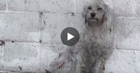 Nunca pensé que un perro haría llorar a la persona que lo está rescantando ¡Esto es amor!