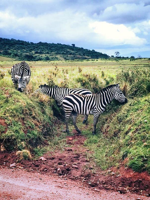 mujer-animales-cazadores-africa-zebra