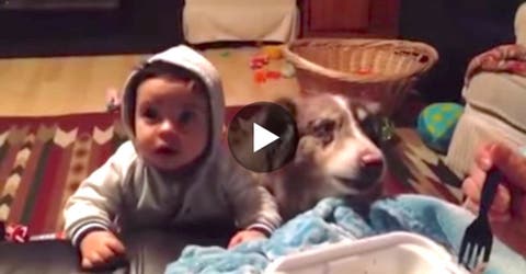 Le estaba enseñando a decir «mamá» a su bebé, ¡pero el perro se adelantó!