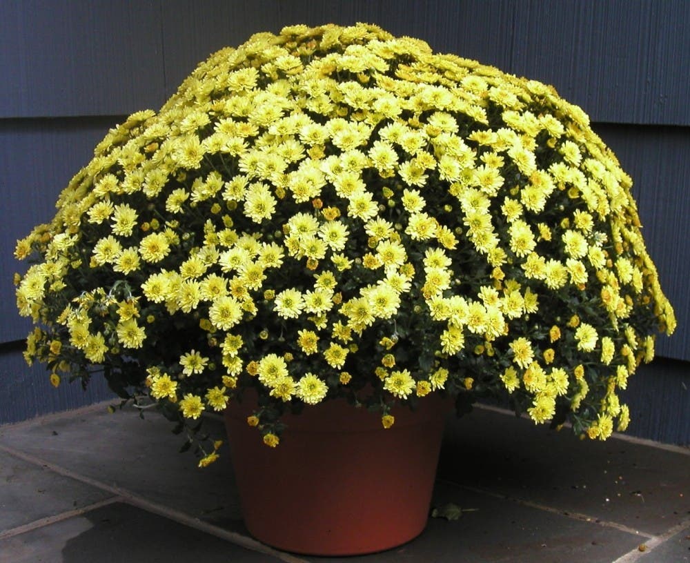 13 beneficiosas plantas de interior que limpian el aire de tu casa 13 beneficiosas plantas de interior que limpian el aire de tu casa