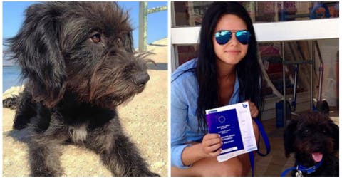 Viaja 10.000 Km en busca de la perrita que le salvó la vida y se lleva una gran sorpresa