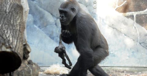 Una madre gorila pierde a uno de sus bebés, pero no quiere dejarlo ir