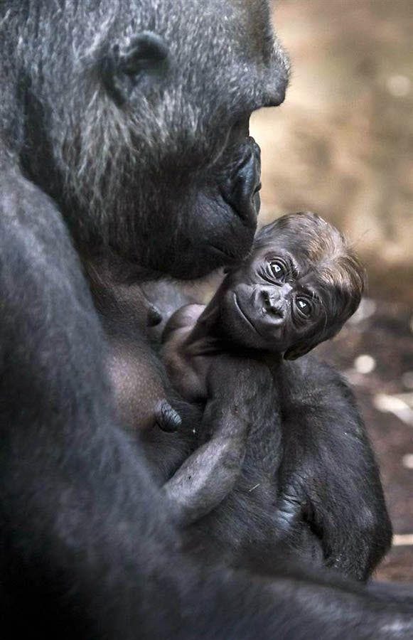 bebe-gorila3