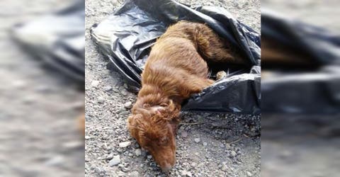 La maravillosa transformación de Oliviero, el perro rescatado de una bolsa de basura