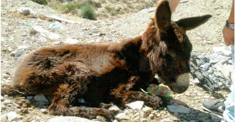 Así es la nueva vida de Capitán, el burro que fue brutalmente golpeado por un grupo de menores