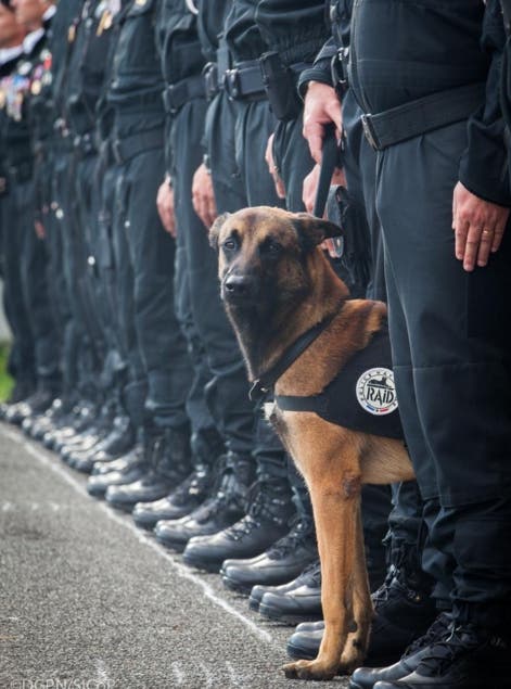 muerte-de-perro-policia-paris-redada1