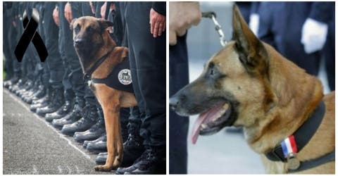 Diesel, la perrita policía caída que siempre será recordada como una auténtica heroína