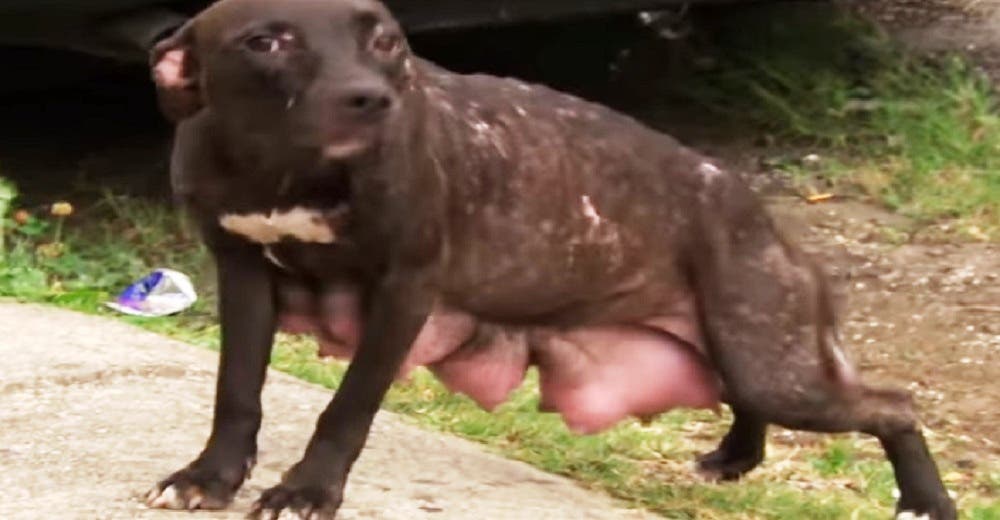 Madre pitbull se acerca a desconocidos y les suplica que la ayuden a recuperar a sus cachorros