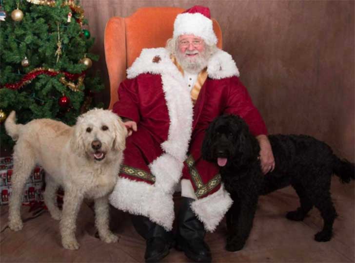 familia-perros-navidad2