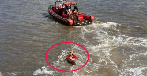 Un héroe salta a un turbulento y violento río para salvar a su perro