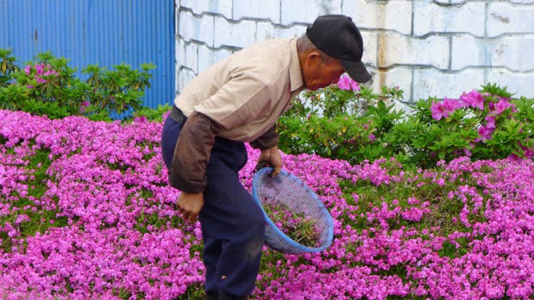 romantico jardin de flores 8