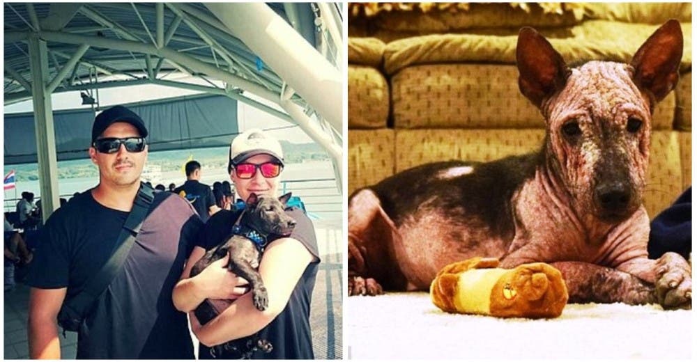 Encontraron un cachorro agonizando de dolor en su luna de miel y se negaron a dejarlo morir Encontraron un cachorro agonizando de dolor en su luna de miel y se negaron a dejarlo morir