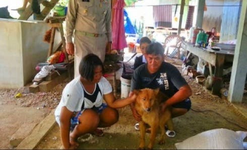 perro-heroe-salva-bebe-prematuro-tirado-basura-8