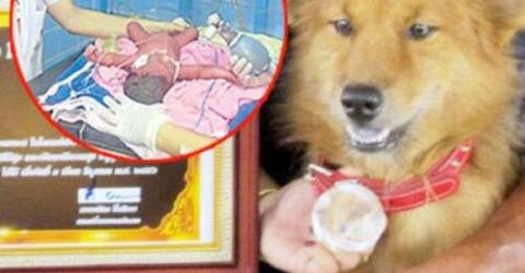 Un heroico perro tailandés salva a una bebé prematura que fue abandonada en el basurero